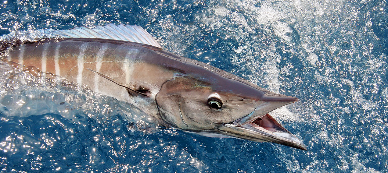 Wahoo-fishing-fort-lauderdale - Venice Fishing Charters - Tuna Fishing 